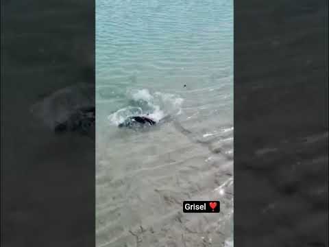 Robalo 🎣 en Puerto San Julián Santa Cruz Argentina
