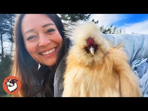 This Silkie Chicken Thinks He’s a Dog — You Won’t Believe His Dance for Mom