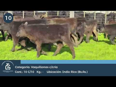 Lote VQ c/ cría- Indio Rico Bs As