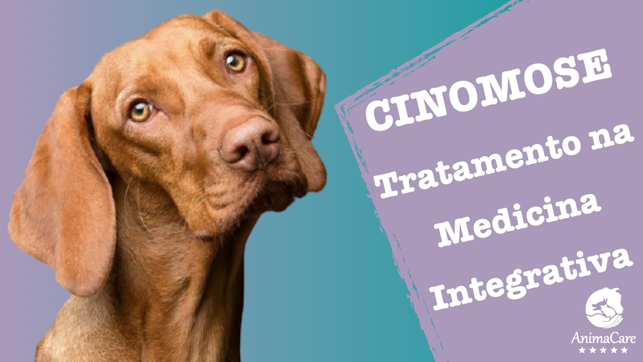 Cinomose e Parvovirose tem tratamento - Ozonioterapia e Acupuntura Veterinária - Dra Juju