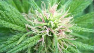 John Trudell - Grassfire