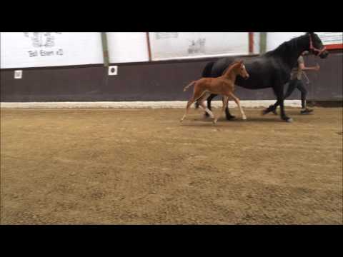 Quantensprung x Rohdiamant x Furioso Hengstfohlen