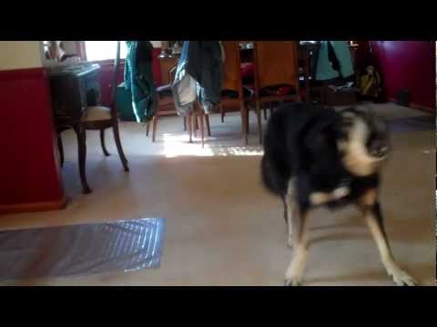 More dog fun: Angel and the toy car...