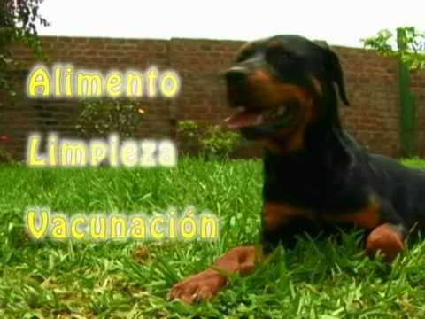Vida Digna: Adopta un perro