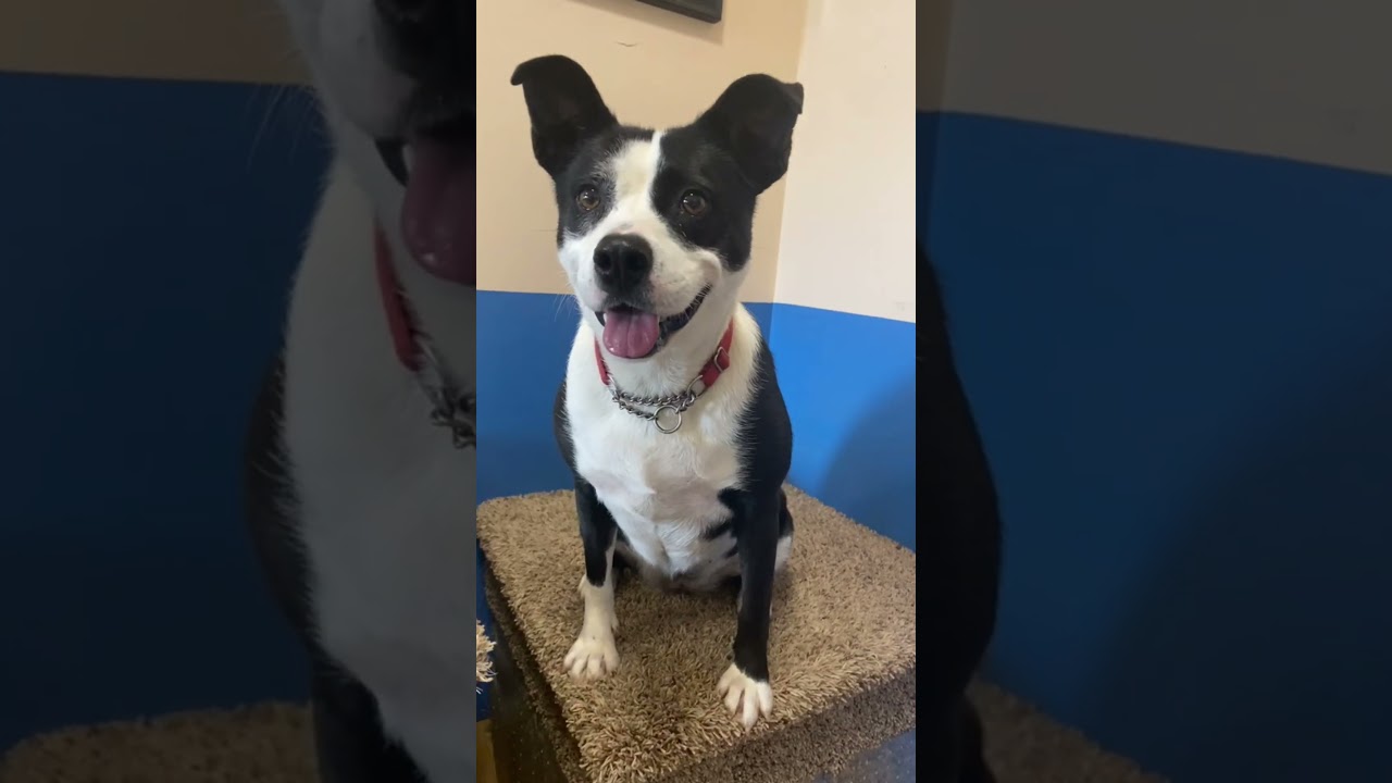 Enlarge Hazel, a Adoptable mixed breed in Barnesville, GA video 6/6