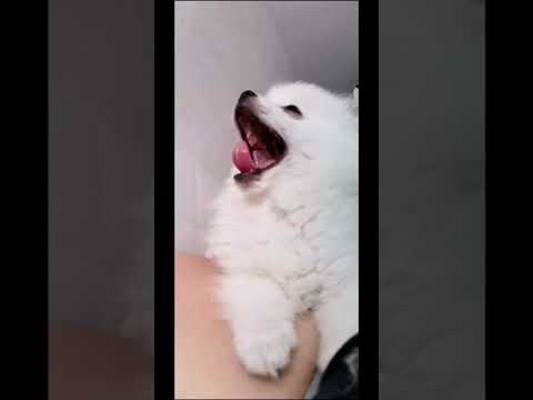 IDEMO Sasho Roman x Asen Lautari #asenlautari #sarah #sashoroman #idemo #IDEMO #vredennavik