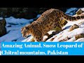 Documentary Nature - Snow Leopard in Pakistan