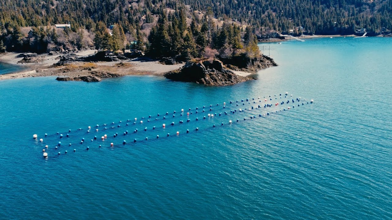 Alaska Mariculture Cluster