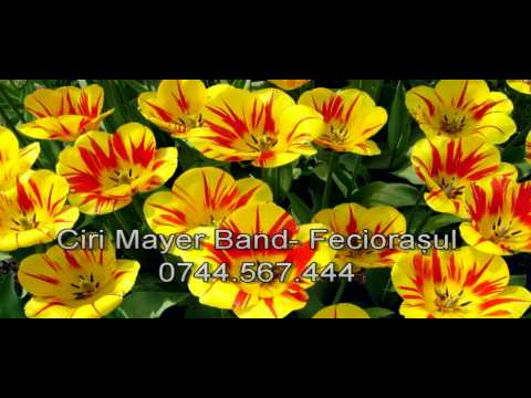 Ciri Mayer Band - Feciorasul
