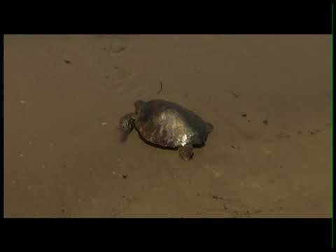 Protección de la biodiversidad en Guinea Ecuatorial.