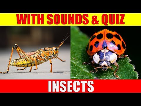 image-What is the difference between an animal and an insect?