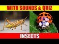 INSECTS PICTURES With Sounds and Names for Babies & Toddlers - Animal Quiz