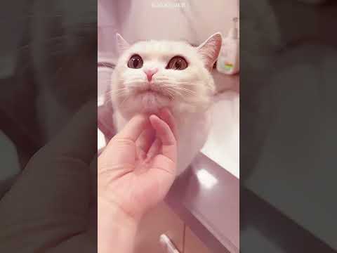 QUAL É A GATINHA MAIS PREGUIÇOSA? 🐱