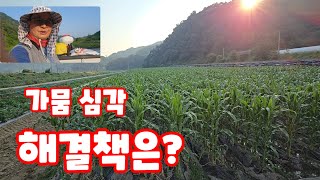 옥수수 가뭄 시작 심각합니다 해결은 물 공급 미흑찰 미백2호 [옥수수재배방법]
