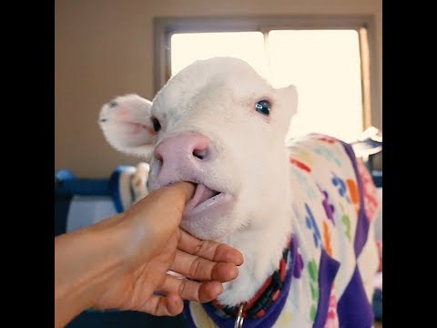 10 videos de animales granja que te encantarán