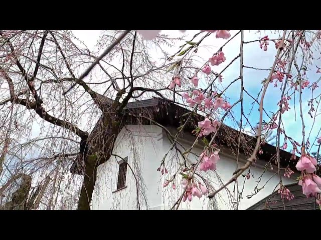2025 [Kakunodate Cherry Blossoms] Blooming Status April 19th