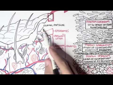 Dermatology - Overview