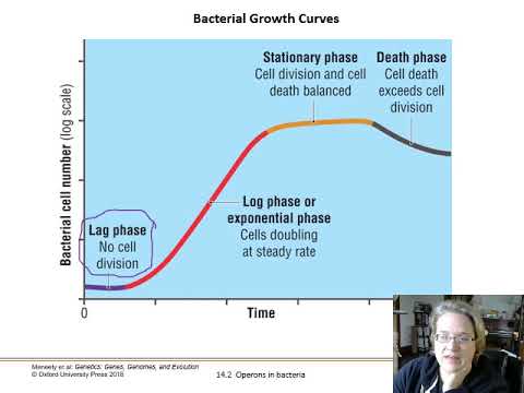 Ch. 14 Networks of Gene Regulation - Part 2 - Operons in Bacteria