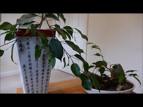 , title : 'Ficus Benjamina Cascade And Penjing Style Bonsai (Wiring Update)'