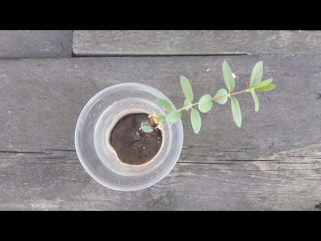 Youtube Video Youtube Video