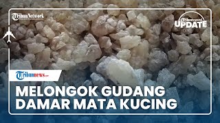 Jual Damar Mata Kucing dari Getah Pohon Damar jadi Pendapatan Utama Petani di Pesisir Barat Lampung
