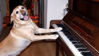 Funniest SINGING & TALKING DOGS - You'll laugh all day long!