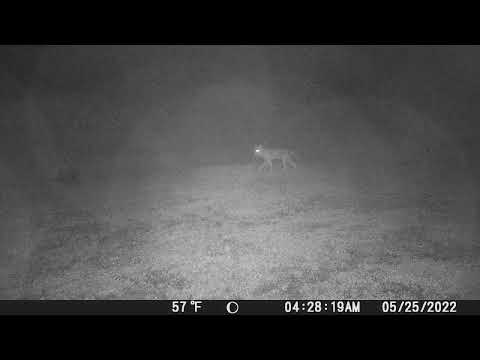 22-0525 4:28am Coyotes