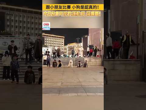 跟小朋友比賽，小狗是認真的！ #大灣區之聲  #dog  #cute