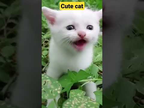 #konain #zahra with her xute cat😻😻😻😻