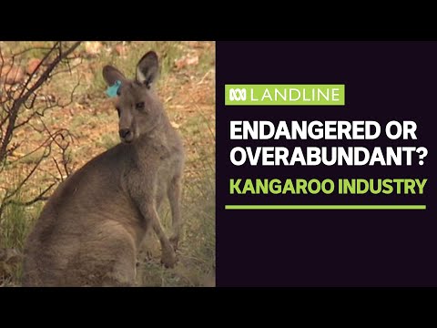 The highly divisive kangaroo industry | Landline | ABC News