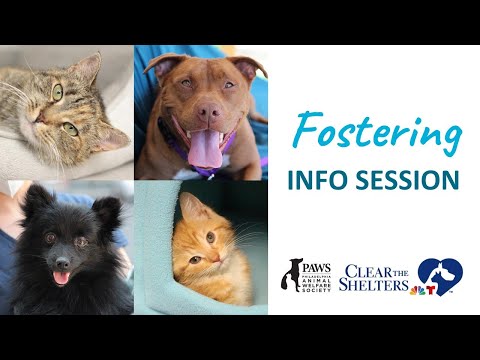 PAWS Online Foster Info Session