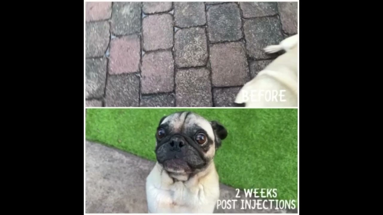 Pugtato before and after Snoretox-1 treatment, as released by RMIT University.