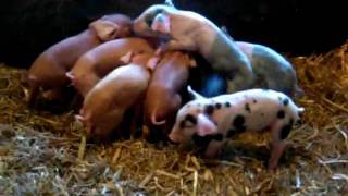 preview picture of video 'New piglets feeding just after birth'