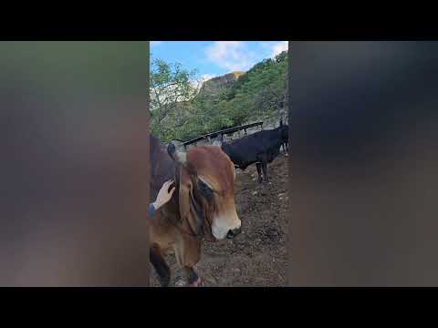 El Muñeco Y Su Malhumor | El Salvador Norte 