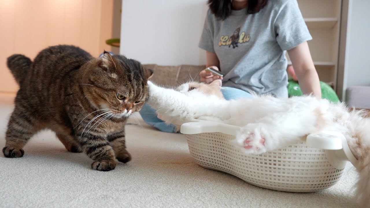 루루와 디디가 한판 붙었습니다.