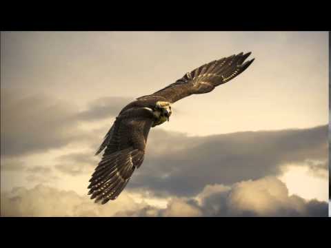 Audiofire Studios - Beyond the Horizon