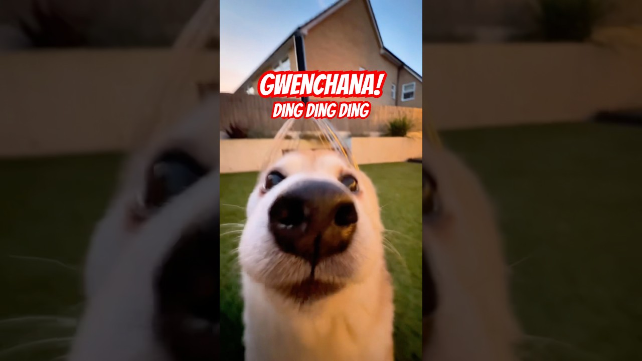 GWENCHANA! Deng Deng Deng 3️⃣ #cutenessoverload