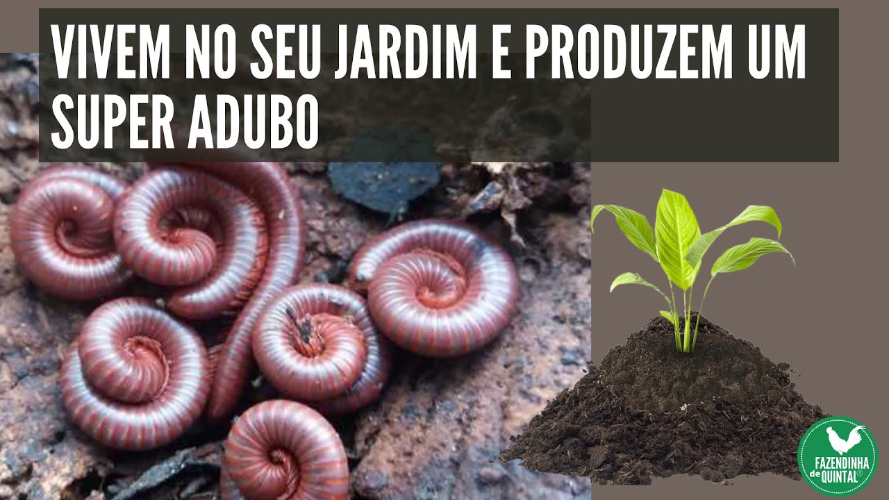 Melhor que Húmus de Minhoca! Conheça o "GONGOCOMPOSTO"