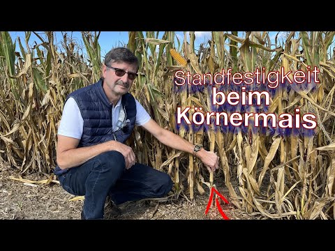 Frag Dr. Schröder - Standfestigkeit beim Körnermais