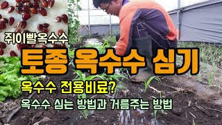 토종옥수수 밑거름과 옥수수비료 넣고 옥수수 심는방법과 옥수수 웃거름 옥수수심는시기 옥수수모종 만들어 심는법