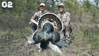 Public Land Turkeys Up Close! — Nate's Stud Merriam's Gobbler | 2024 Hunting Season EP.02