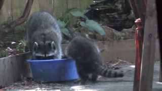 Urban Garden - Mama Racoon Bathing Babies