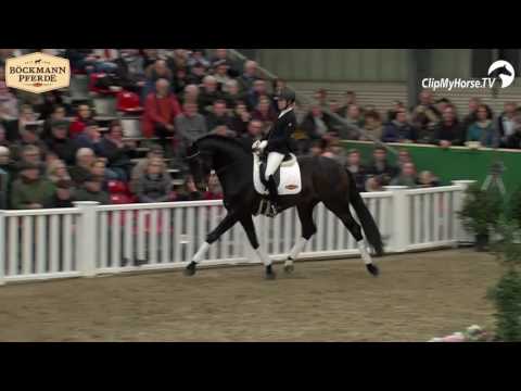 Danzador Hengstvorführung 2017 / Stallion Show 2017