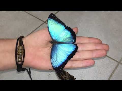 Most beautiful Butterfly's in the world ! Morpho peleides