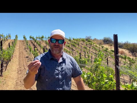 In the Vineyard at Calera