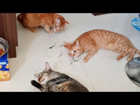 What does catnip do to cats? | It's Catnip Pawty ||CatsLifePH