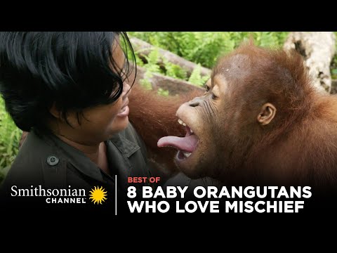 8 Mischievous Baby Orangutans Who Will Steal Your Heart