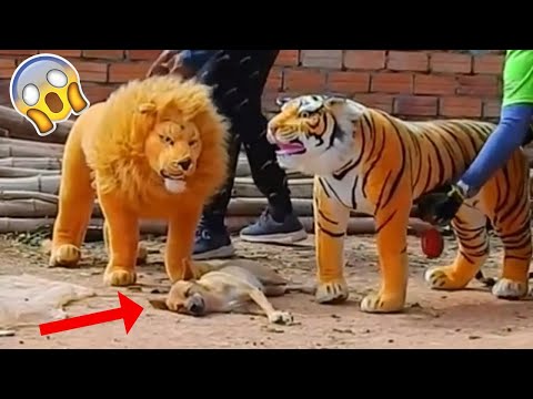 Assustando CACHORRO com TIGRE de pelucia 😱😆  Fake Tiger vs Real Dogs Prank Very Funny