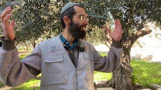 מצות עשה של תקיעת חצוצרות בימינו | ר׳ רועי זאגא