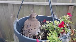 Mourning Dove Nesting in Flower Pot (video 2)